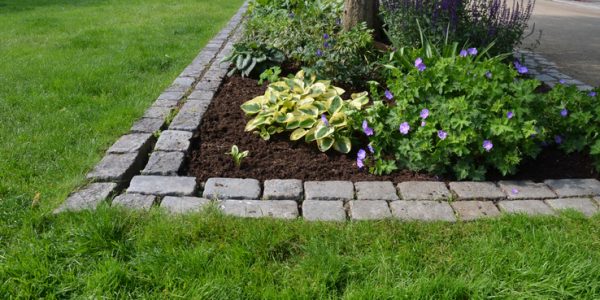 flowerbed on the promenade in the park with ornamental perennials. the edge is a curved curb of granite paving blocks. separates the flowerbed in the rectangle from the lawns, alba, heuchera americana, hemerocallis fulva, giganteum, allium, geranium magnificum, hosta sieboldiana, lancifolia, salvia neorosa