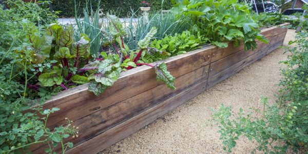 An urban backyard vegetable garden with raised garden beds and raked gravel paths. The beds are made of wooden railway sleepers. The gardens are planted with a variety of vegetables.