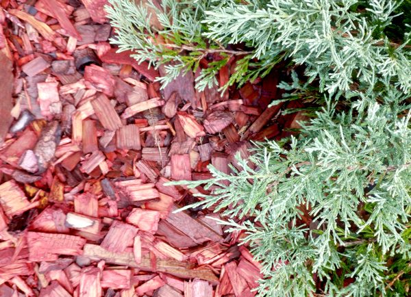 Plants mulching with cedar bark red mulch in green garden. Chip mulch around juniper shrub bush with flowers in yard. Wood hardwood chip in garden landscaping. Maintenance spring pulp home care